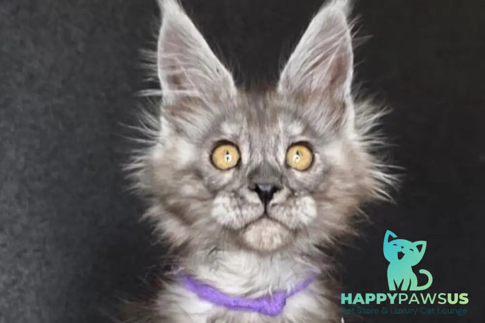 Ursula Maine Coon female black silver live animals