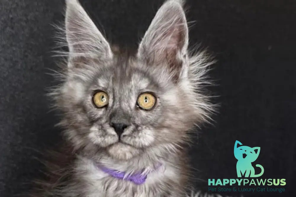 Ursula Maine Coon female black silver live animals