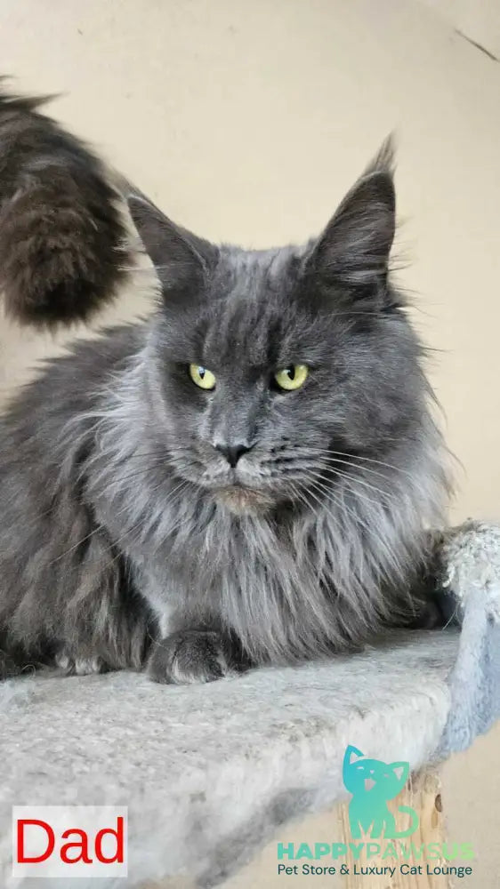 Ursula Maine Coon female black silver live animals
