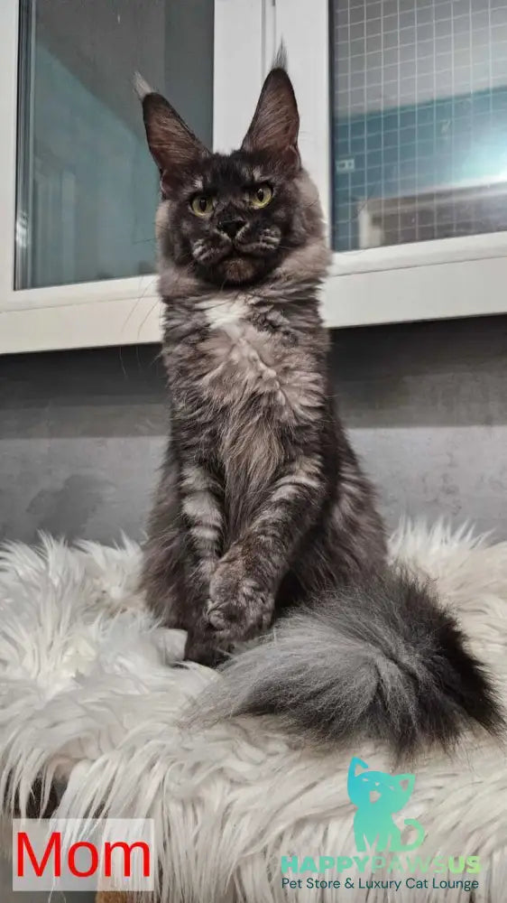 Ursula Maine Coon female black silver live animals