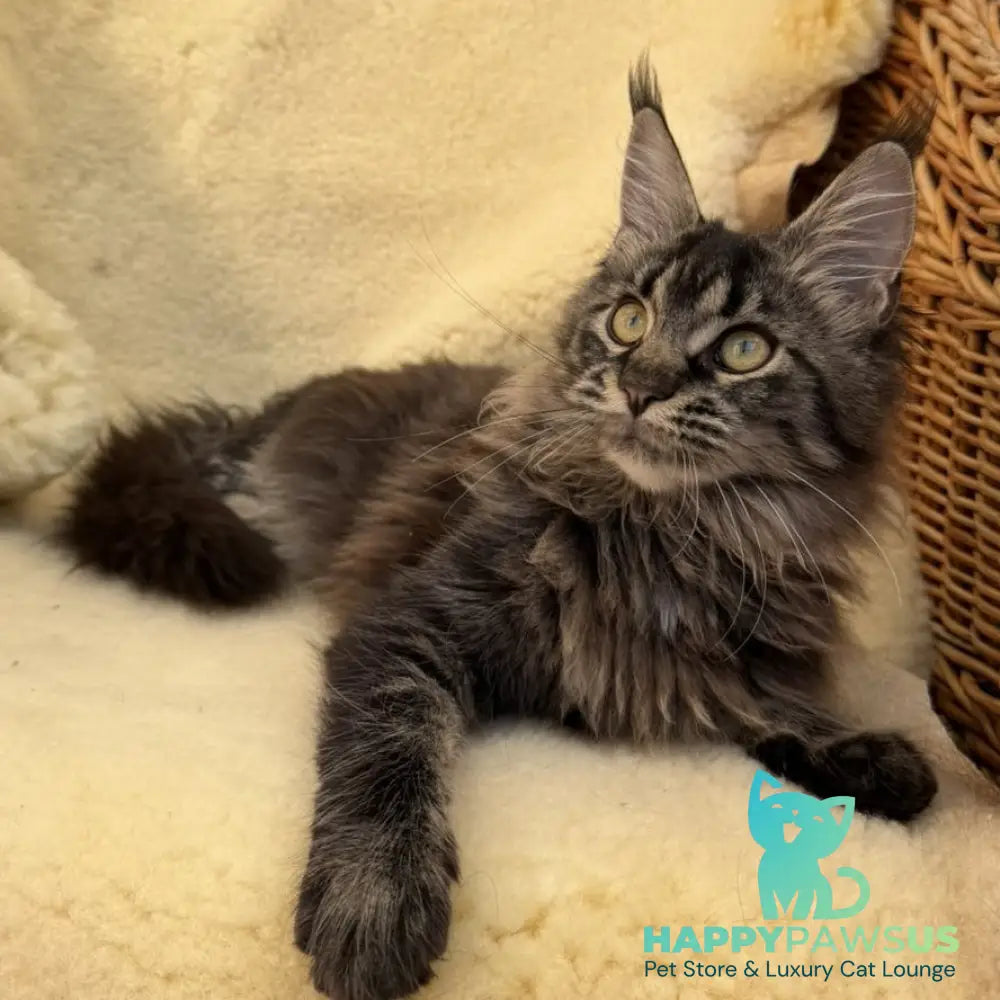 Ursula Maine Coon female black tabby - live animals