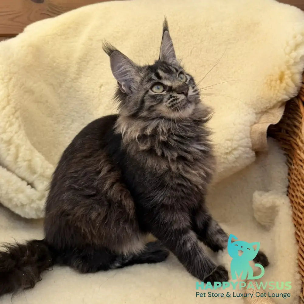 Ursula Maine Coon female black tabby - live animals