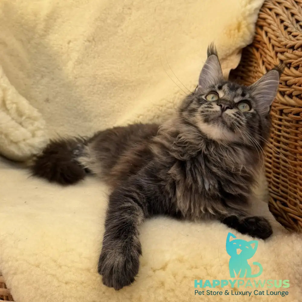 Ursula Maine Coon female black tabby - live animals