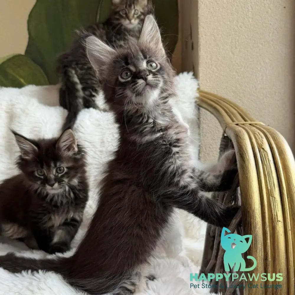 Ursula Maine Coon female black ticked tabby - live animals