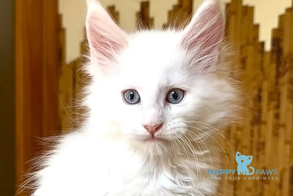 Ursula Maine Coon female white live animals