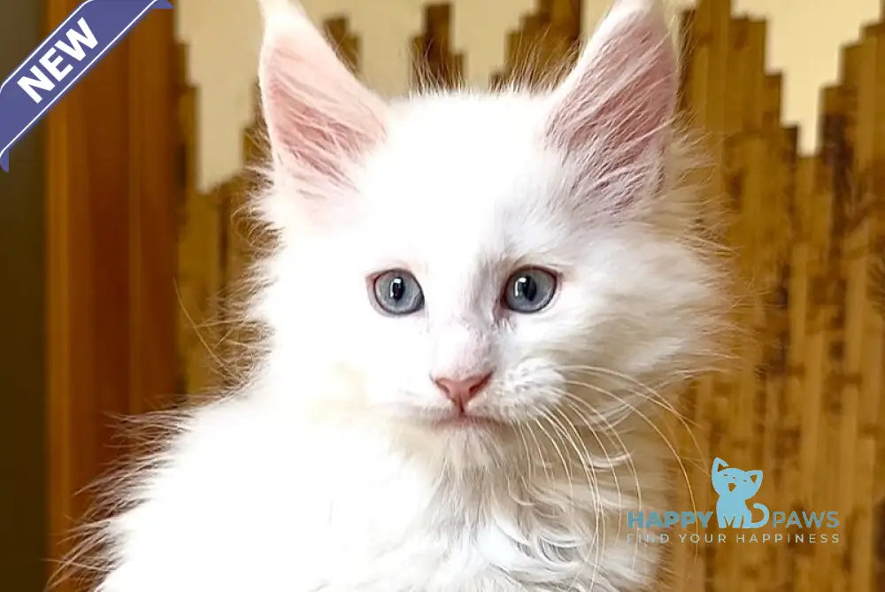 Ursula Maine Coon female white live animals