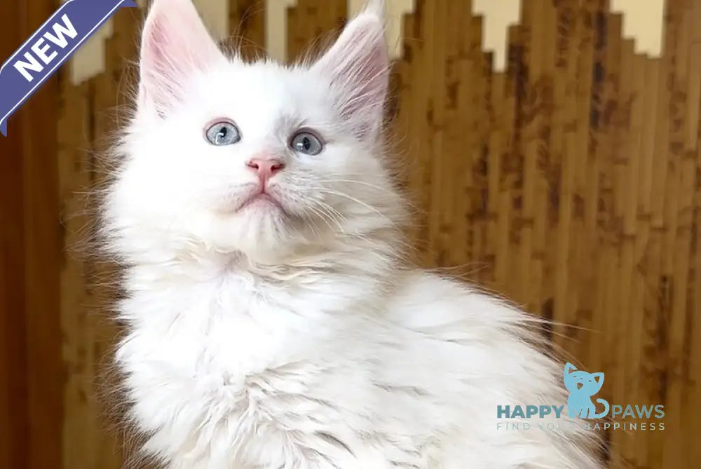 Ursula Maine Coon female white live animals