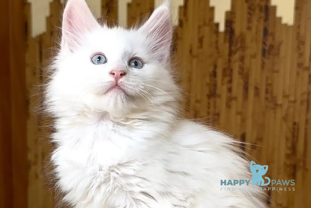 Ursula Maine Coon female white live animals
