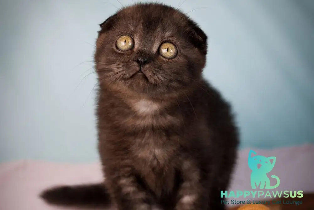 Ursula Scottish Fold female black silver - live animals