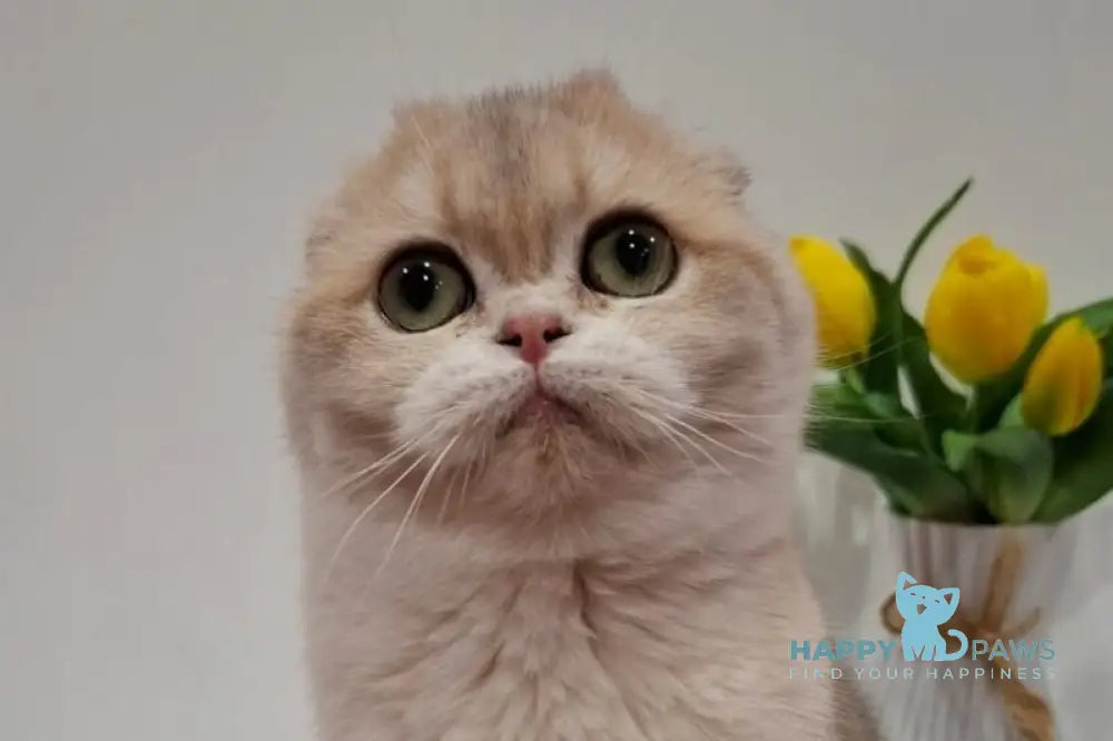 Ursula Scottish Fold female blue golden chinchilla live animals