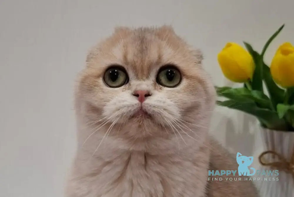 Ursula Scottish Fold female blue golden chinchilla live animals