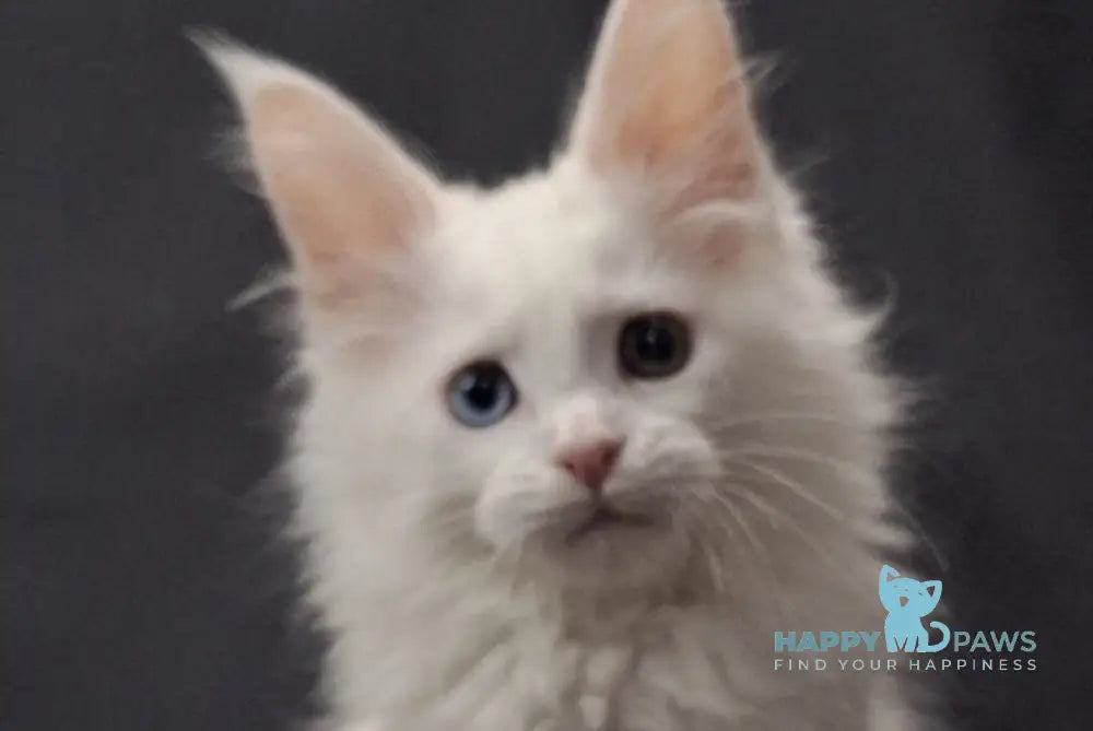 Ursus Maine Coon polydactyl male white live animals