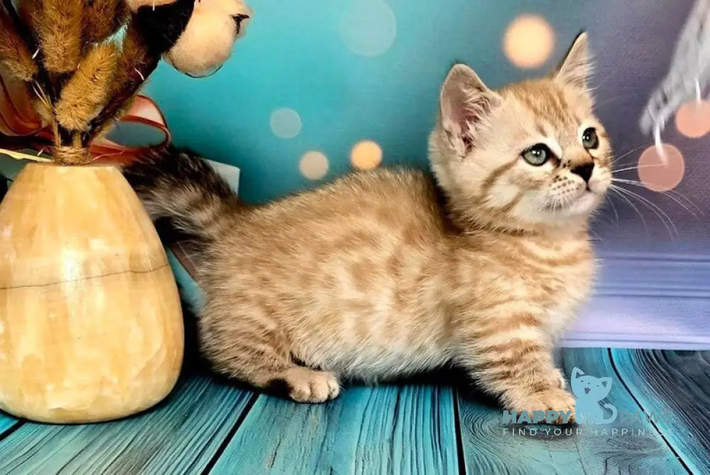 Urus Munchkin male black spotted tabby pointed live animals