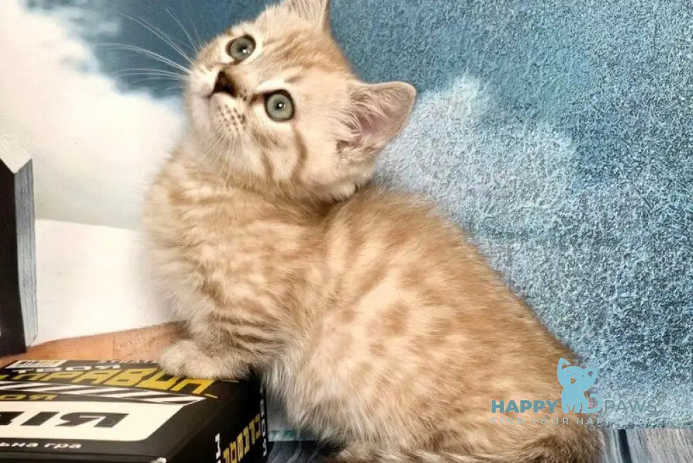 Urus Munchkin male black spotted tabby pointed live animals