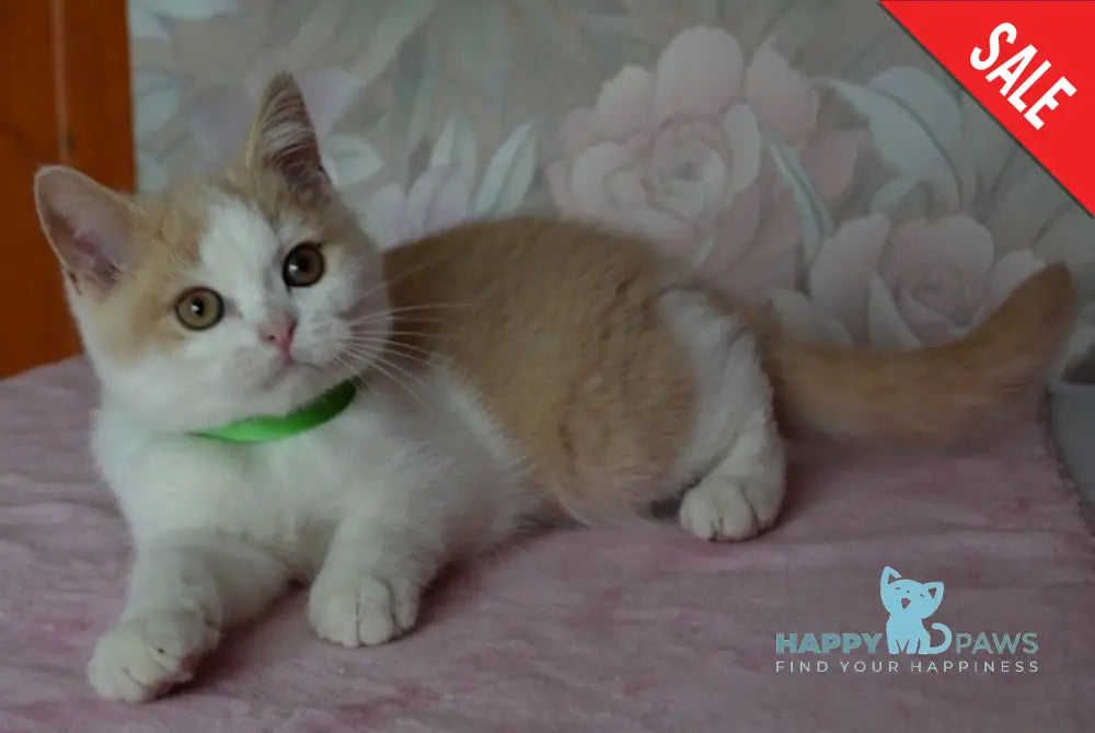 Uryk British Shorthair male cream bicolour live animals