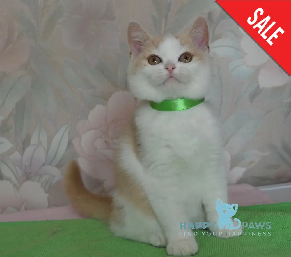 Uryk British Shorthair male cream bicolour live animals