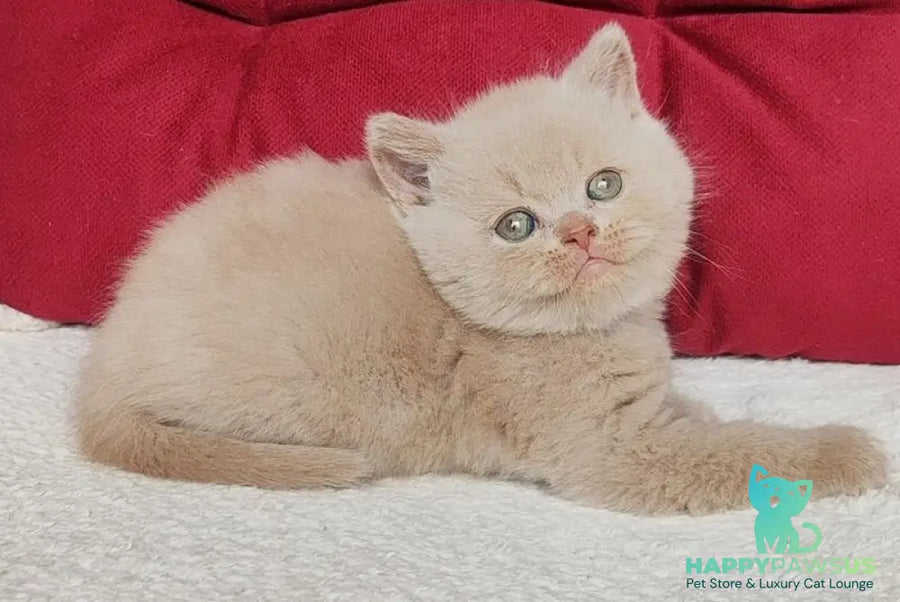 Usher British Shorthair male fawn - live animals