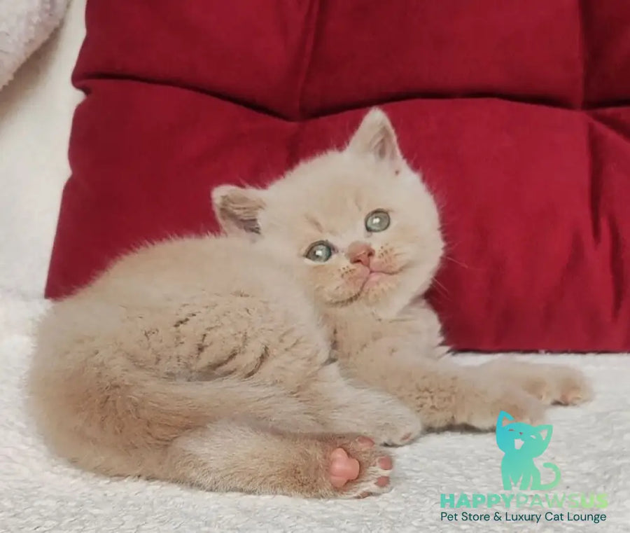 Usher British Shorthair male fawn - live animals