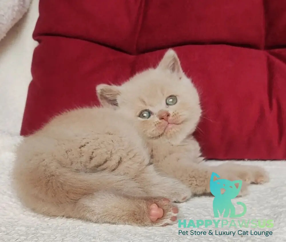 Usher British Shorthair male fawn - live animals