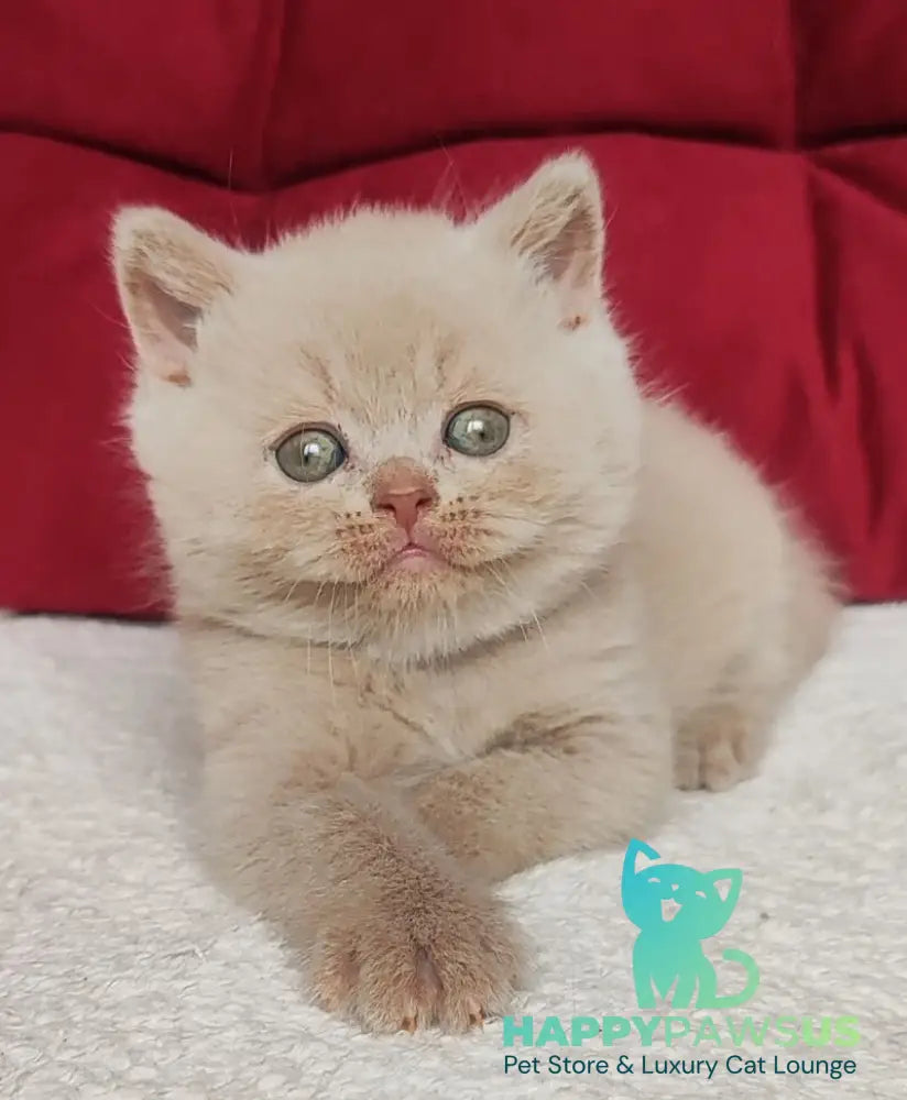 Usher British Shorthair male fawn - live animals