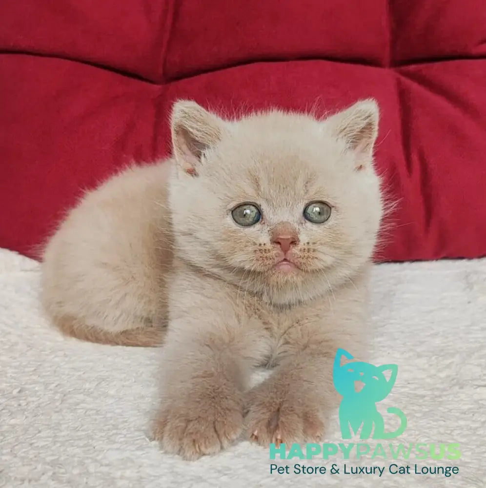 Usher British Shorthair male fawn - live animals