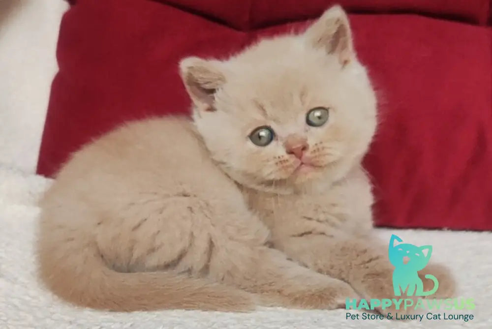 Usher British Shorthair male fawn - live animals
