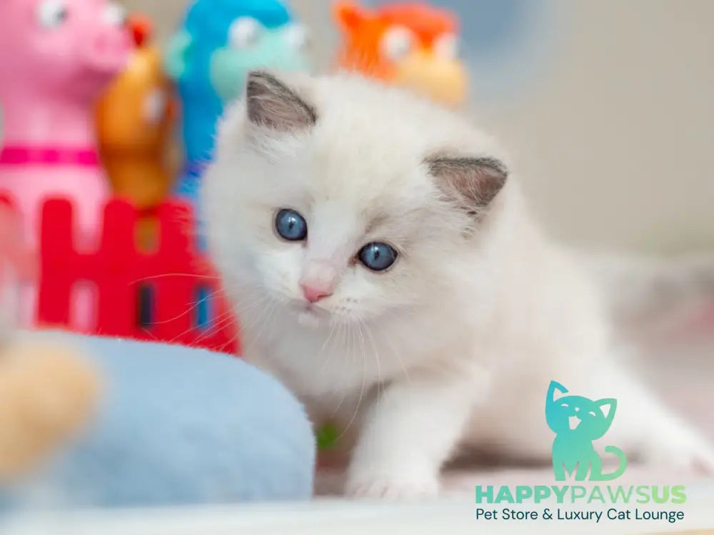 Usher Ragdoll male blue bicolour - live animals