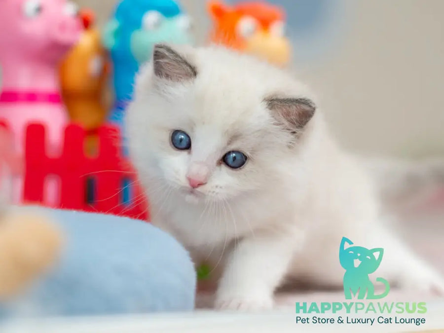 Usher Ragdoll male blue bicolour - live animals