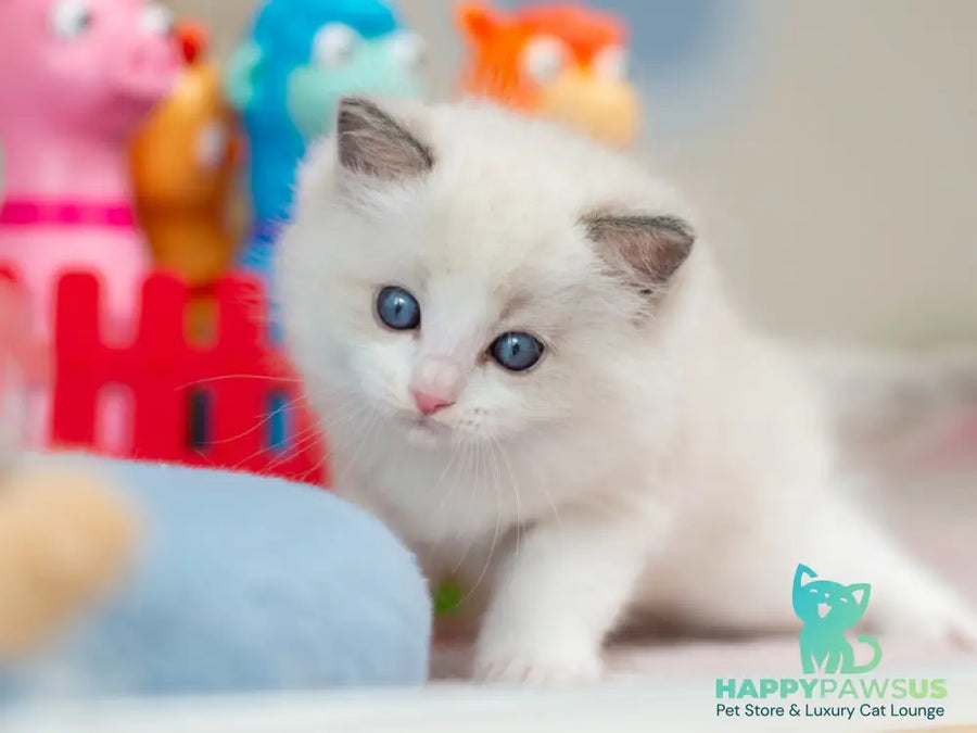 Usher Ragdoll male blue bicolour - live animals