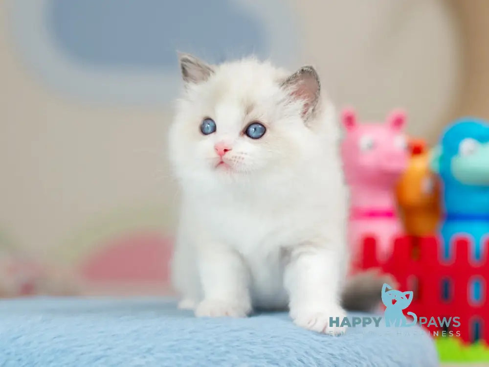Usher Ragdoll male blue bicolour - live animals