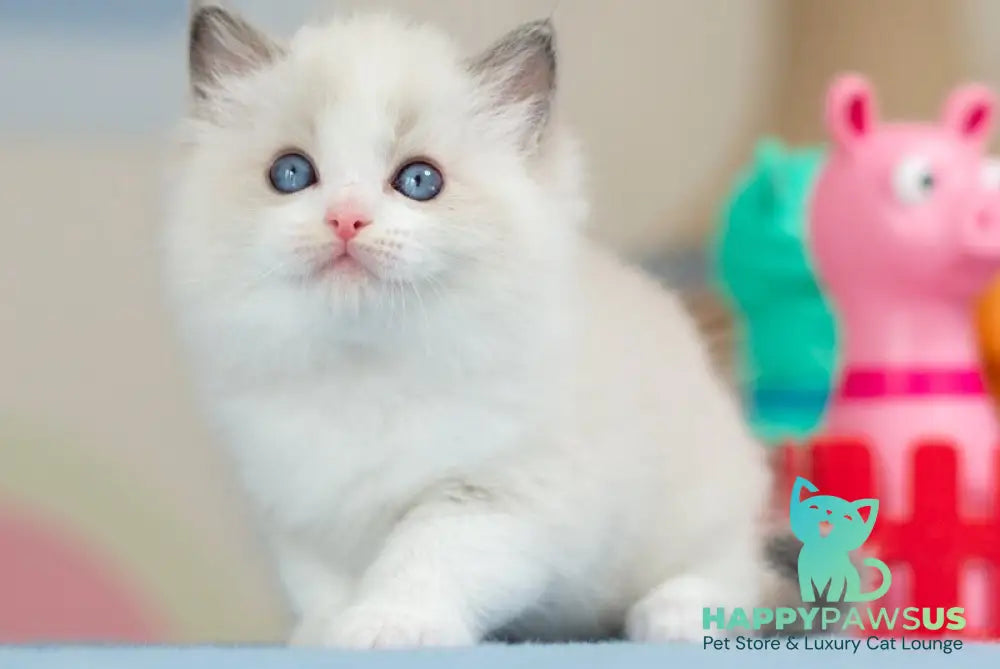 Usher Ragdoll male blue bicolour - live animals