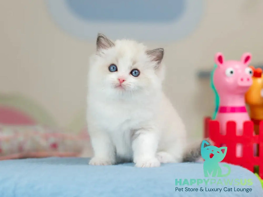 Usher Ragdoll male blue bicolour - live animals