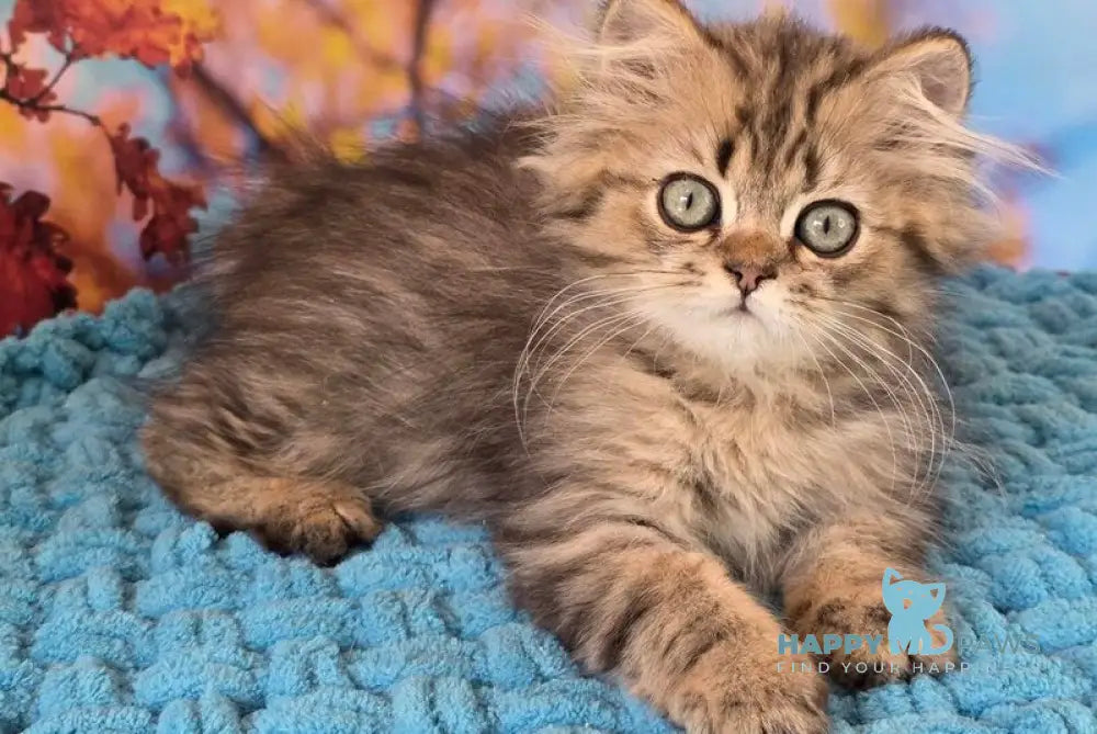 Usik British Longhair male black spotted tabby live animals