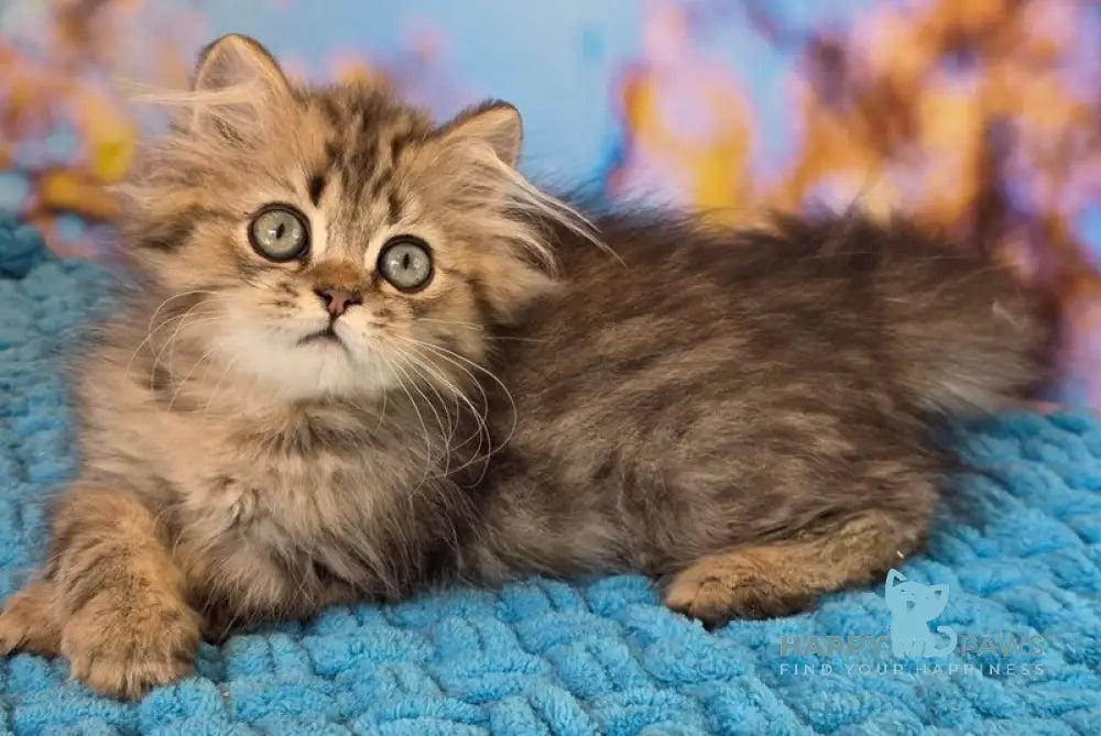 Usik British Longhair male black spotted tabby live animals