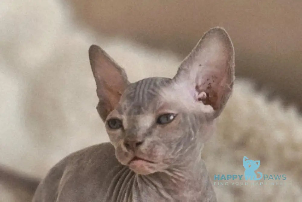 Uslada Bambino female lilac - live animals
