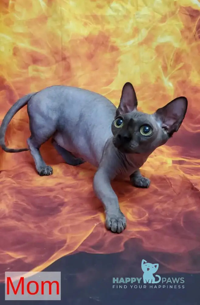 Uslada Bambino female lilac - live animals