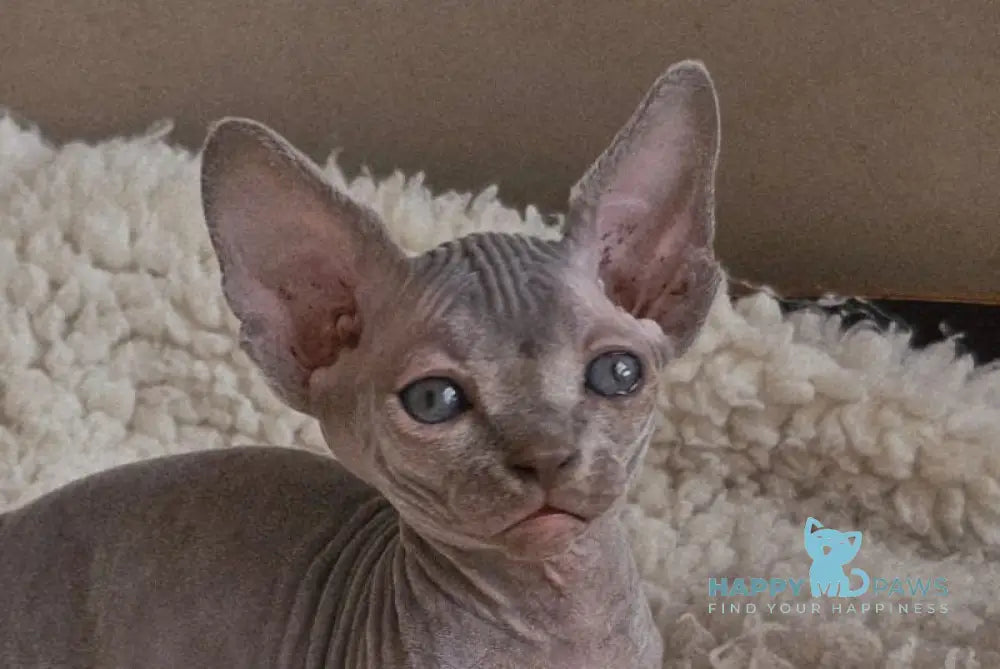 Uslada Bambino female lilac - live animals