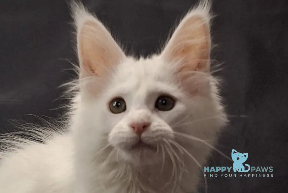 Uslada Maine Coon female white live animals