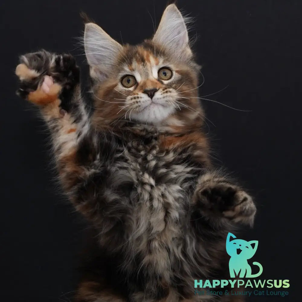 Uslada Maine Coon polydactyl 6x6x6x6 female black tortie tabby - live animals
