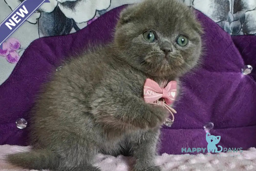 Uslada Scottish Fold female blue live animals