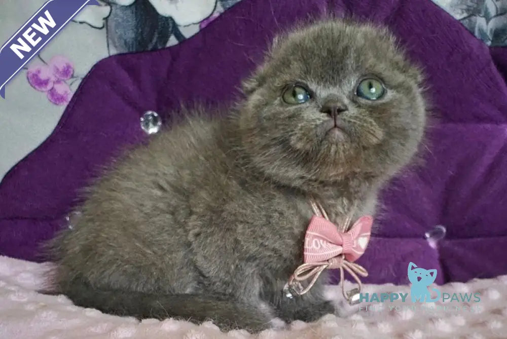 Uslada Scottish Fold female blue live animals