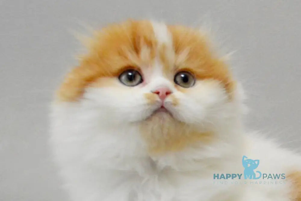 Uslada Scottish Fold female red spotted tabby bicolour live animals