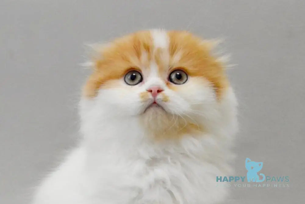 Uslada Scottish Fold female red spotted tabby bicolour live animals