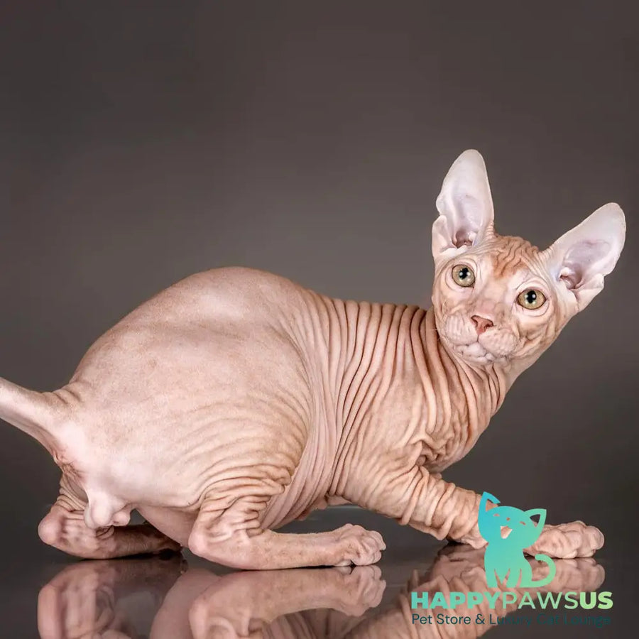 Uspeh Don Sphynx male red - live animals
