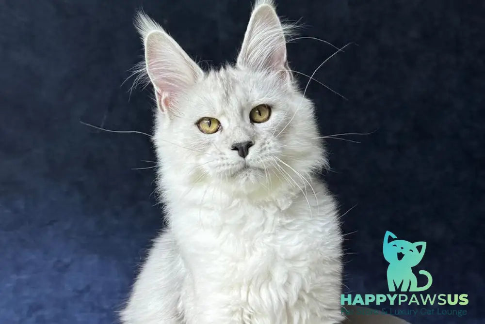 Ussi Maine Coon female black silver - live animals