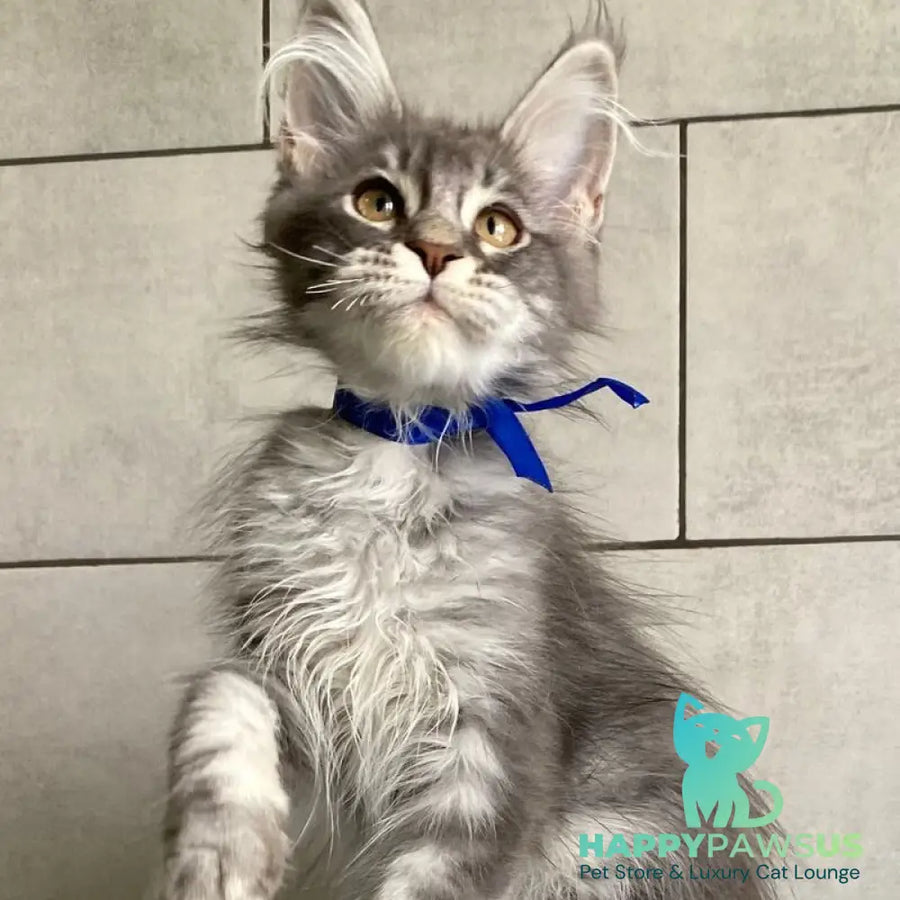 Ussuriysk Maine Coon male blue silver tabby - live animals