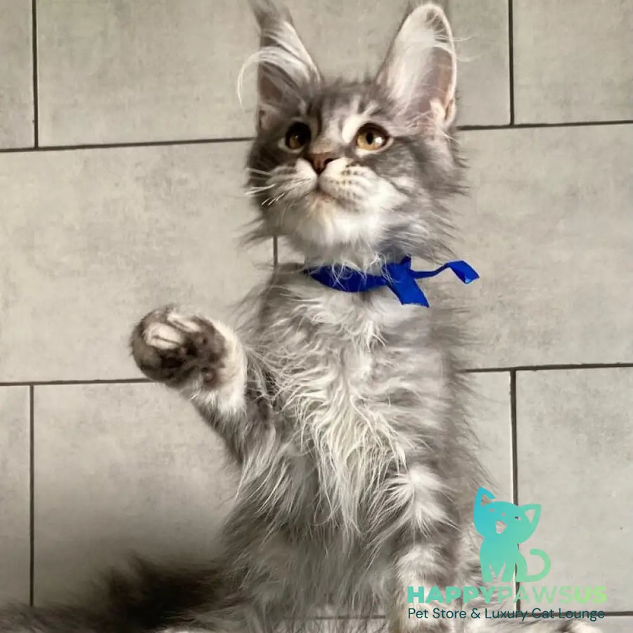 Ussuriysk Maine Coon male blue silver tabby - live animals