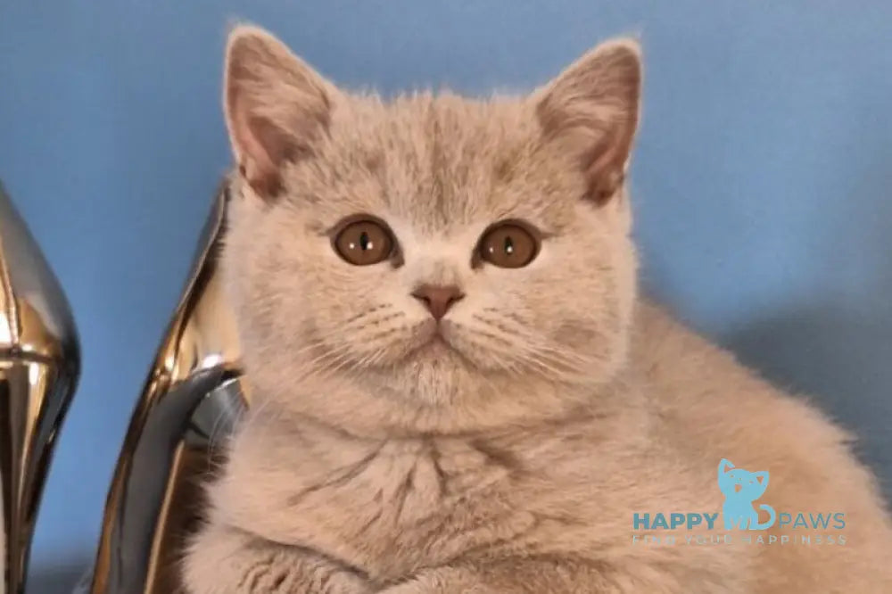 Ustin British Shorthair male lilac live animals