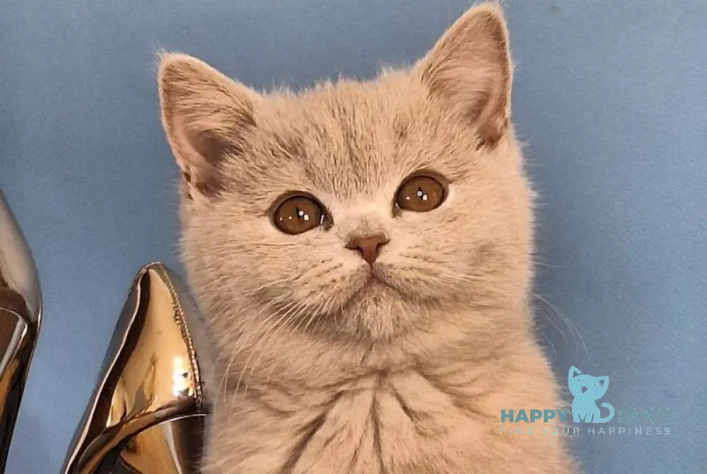 Ustin British Shorthair male lilac live animals