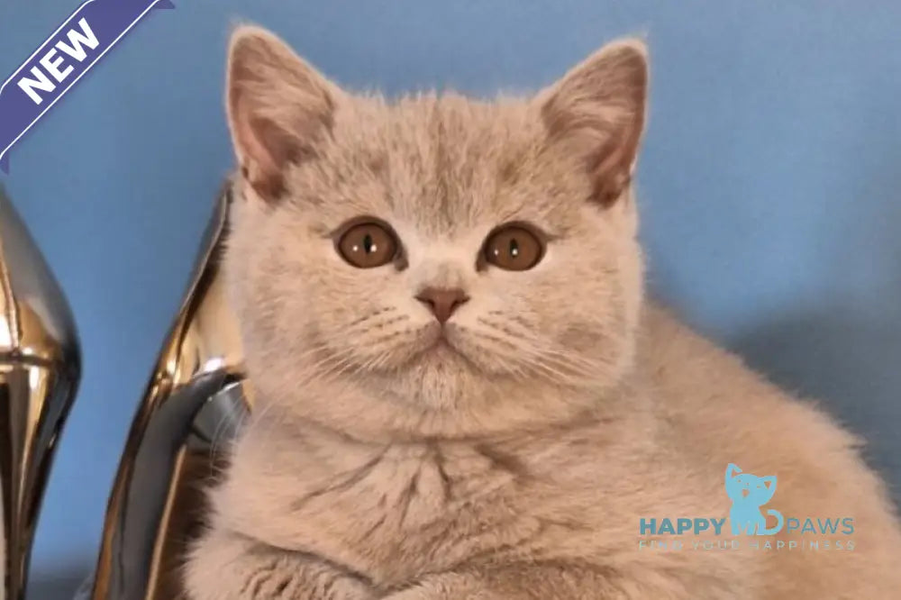 Ustin British Shorthair male lilac live animals